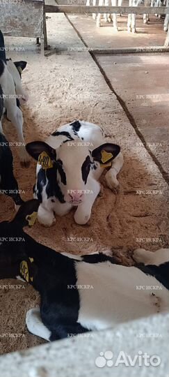 Телята бычки до 4мес