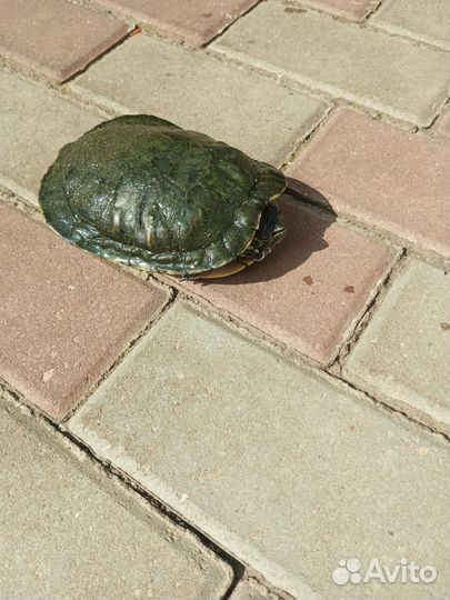 Красноухая черепаха