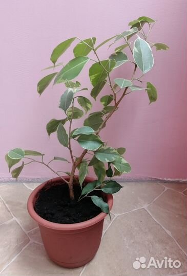 Фикус Бенджамина