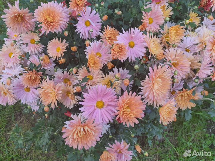 Хризантема садовая (многолетник)