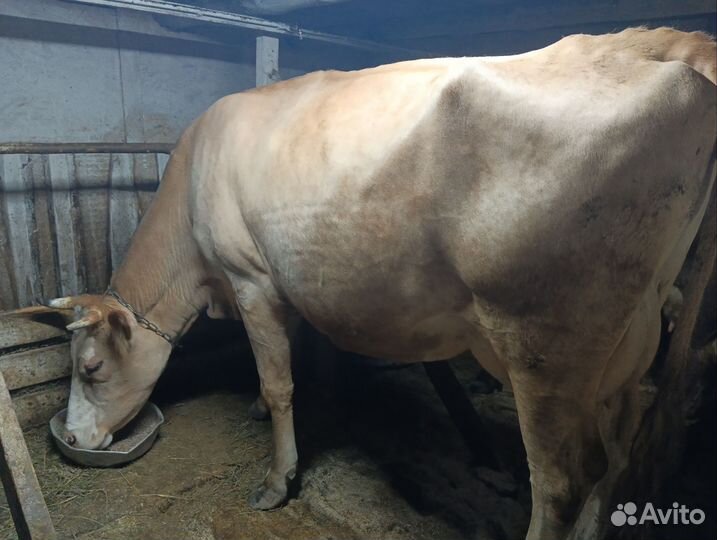 Корова высокоудойная стельная