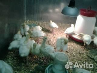 Индюшата Биг-6