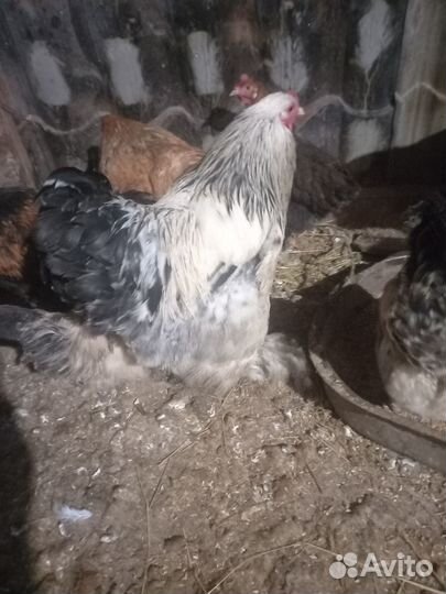 Продам породистых петухов Брама