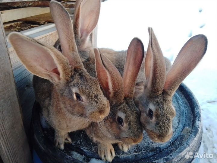 Кролики ризен