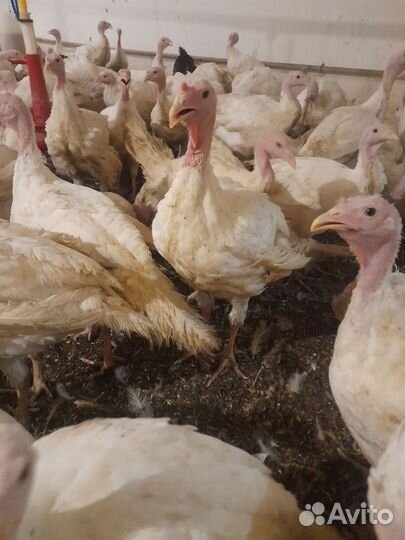 Индюшата подрощенные