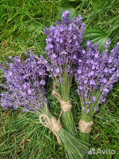 Букет из лаванды