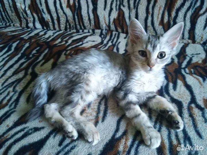 Кошка в дар