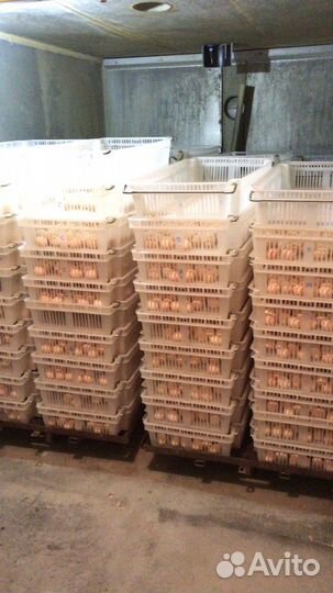 Суточные цыплята