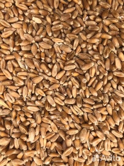 Пшеница фураж для животных