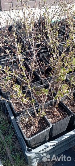 Крыжовник бесшипый саженцы