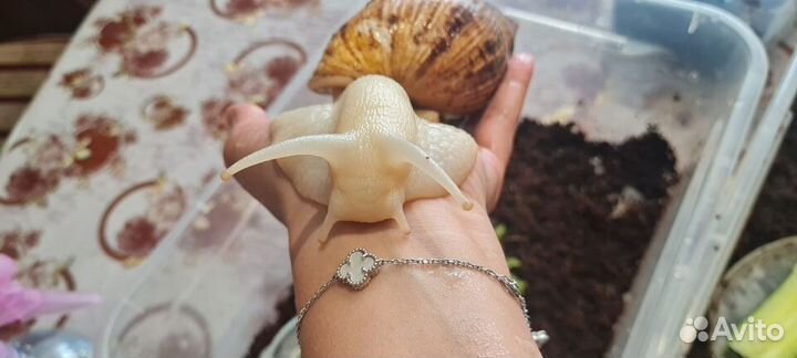 Улитки ахатины