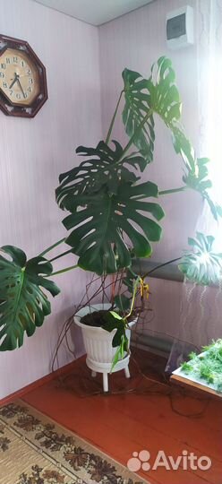 Комнатные растения