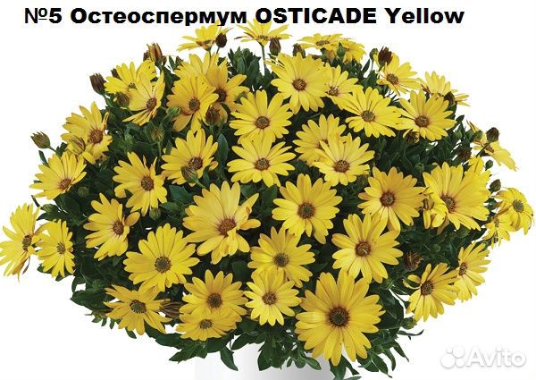 Остеоспермум вегетативный продаю