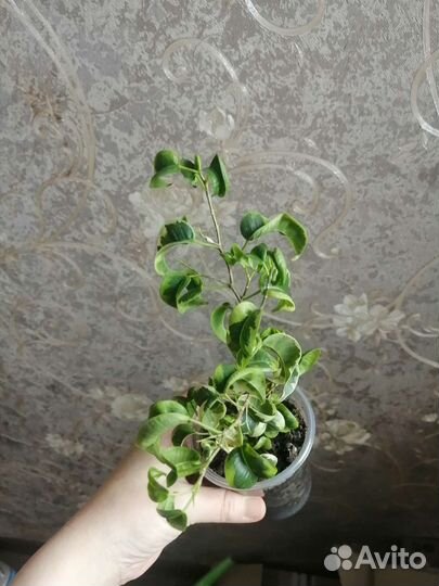 Кротоны, фикус