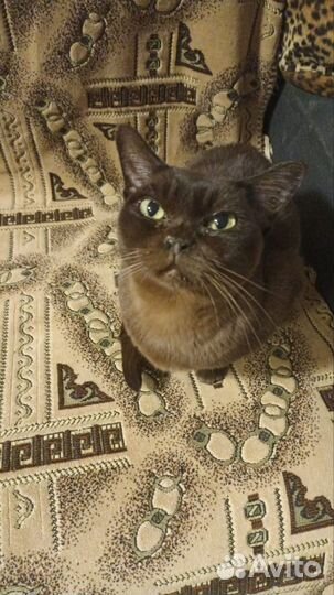 Нашлась кошка