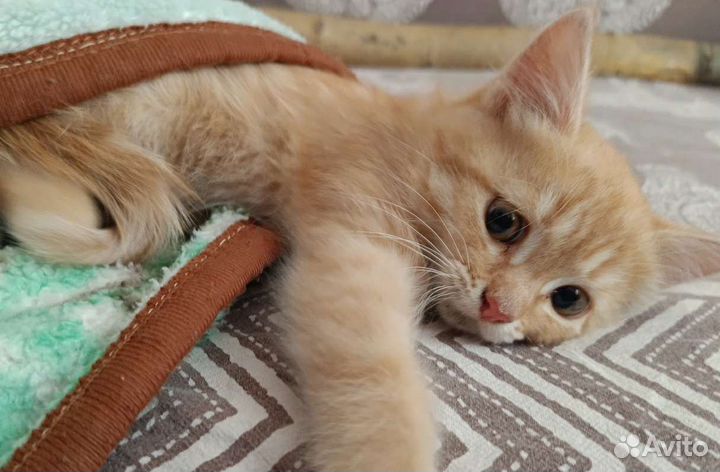 Рыжий котенок