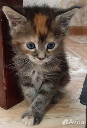 Котёнок Мейн-кун