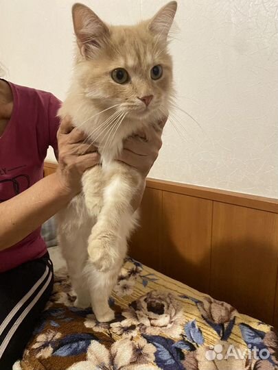 Кот котенок