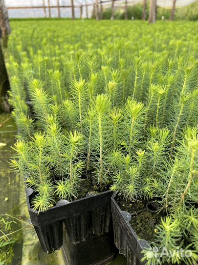 Зкс и окс Сосна Ель Лиственница сеянцы Голуб горн