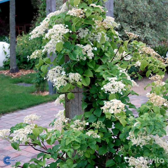 Гортензия черешковая петиоларис