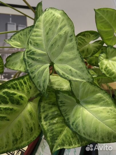 Сингониум взрослый лиана White Butterfly