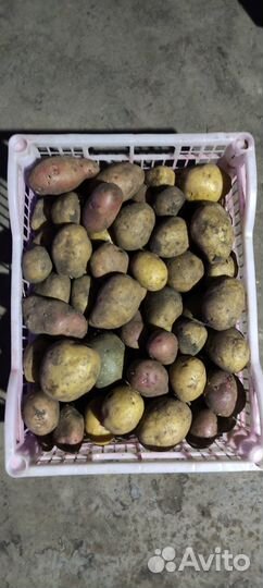 Семянной картофель и едовой