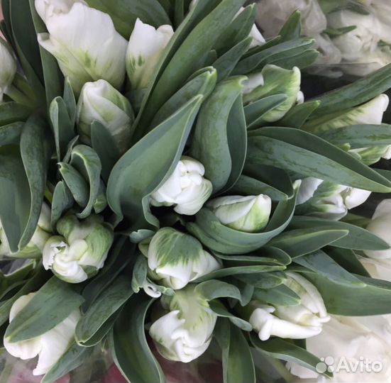 Букет тюльпанов