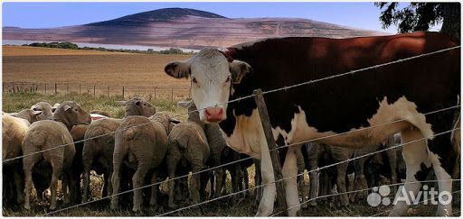 Электропастух