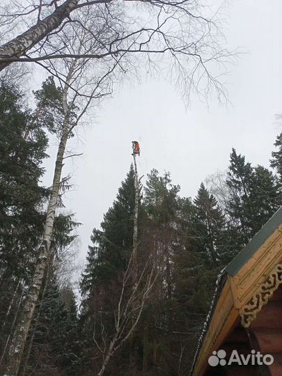 Спил деревьев Г. Шаховский