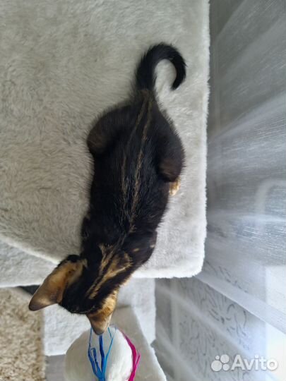 Бенгальские котята