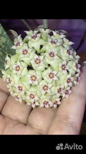 Хойи укорененные и срезом