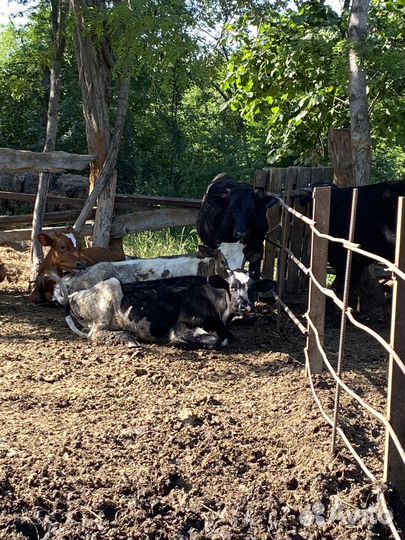 Быки и телки