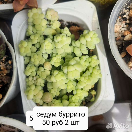Суккуленты граптоседум бронз