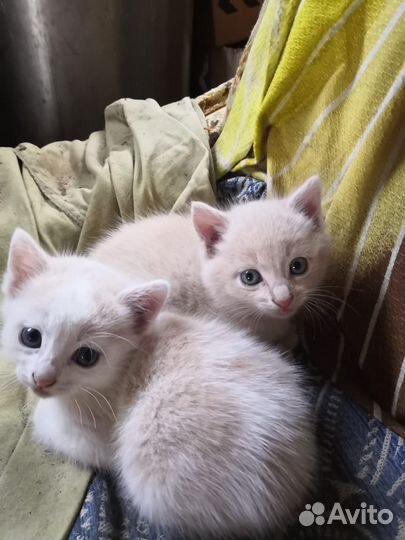 Котенок мальчик в добрые руки