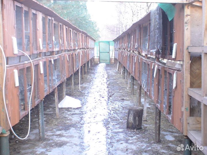 Клетки для кроликов