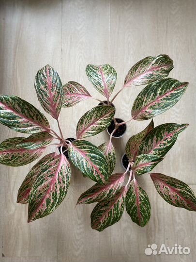 Аглаонема Баттерфляй