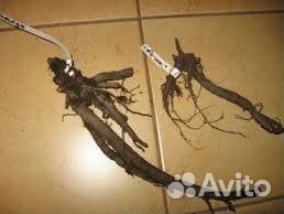 Пион белый Сорт бульданеж