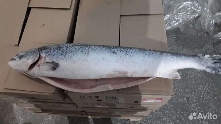 Рыба семга