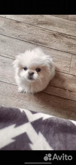 Щенки пекинеса