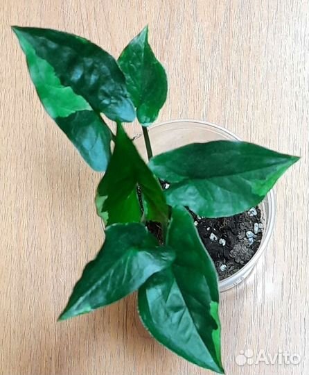 Сингониумы сортовые