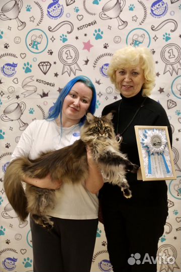 Груминг мейн-кунов и не только