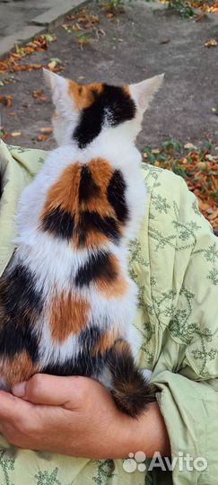 Рыжий котенок в добрые руки