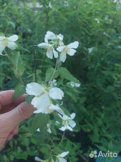 Чубушник Лемуана Эректус (жасмин садовый)