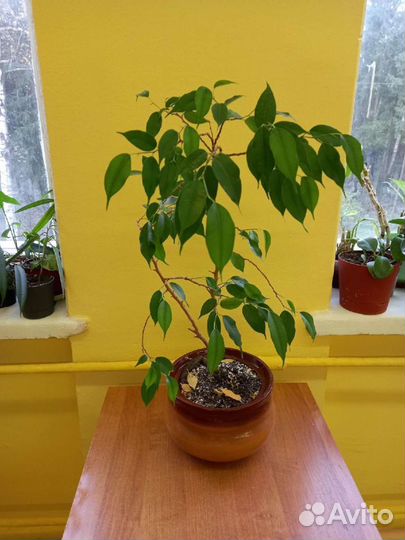 Фикус бенджамина