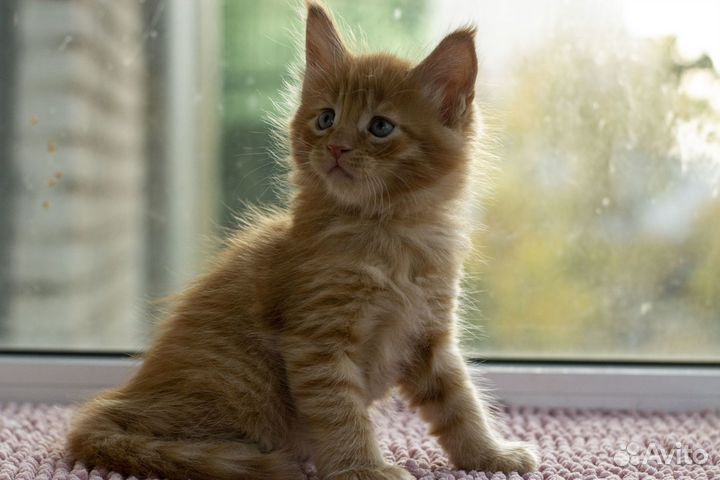 Котята мейн-кун мальчики