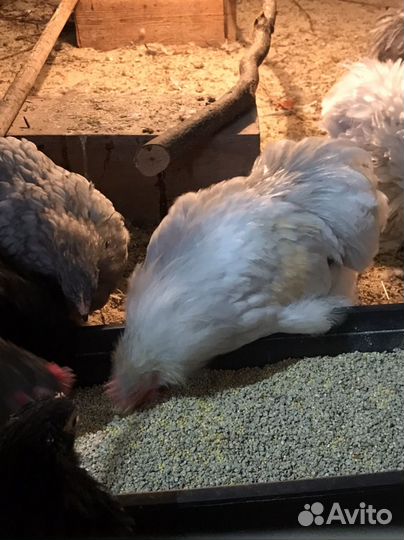 Петушки Карликовый Кохин Хин