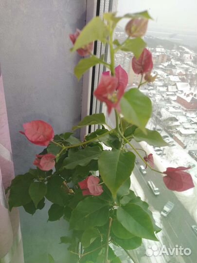 Бугенвиллия взрослое растение