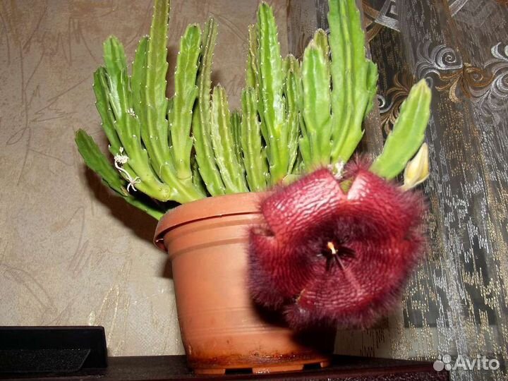 Комнатные растения (гибискус, кактусы)