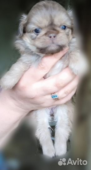 Щенки пекинеса