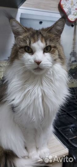 Кошка мейн-кун